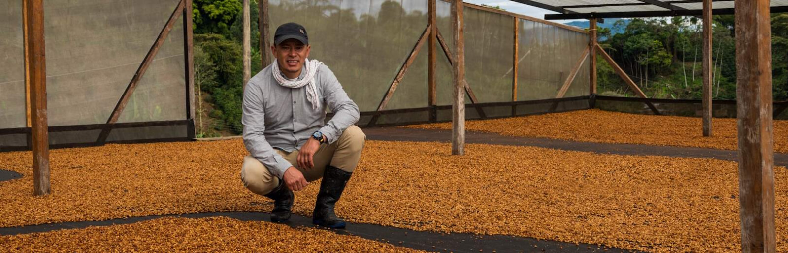 Odrůda Papayo Proč ji možná uvidíte na soutěžích